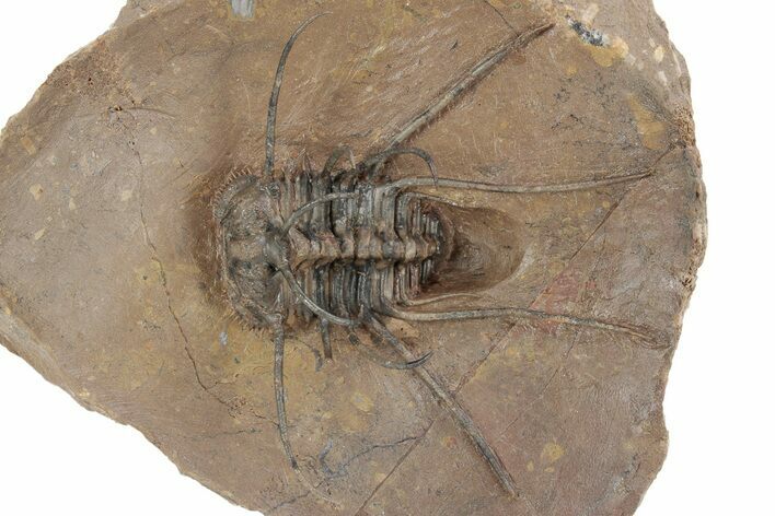 Flying Ceratonurus Trilobite - Top Quality Prep #213171